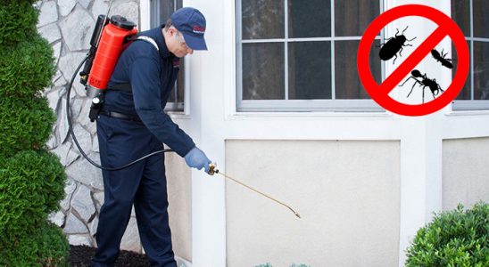 İstanbul Kene İlaçlama böcek ilaçlama ve haşere kontrolü — ilaclama-tr.com